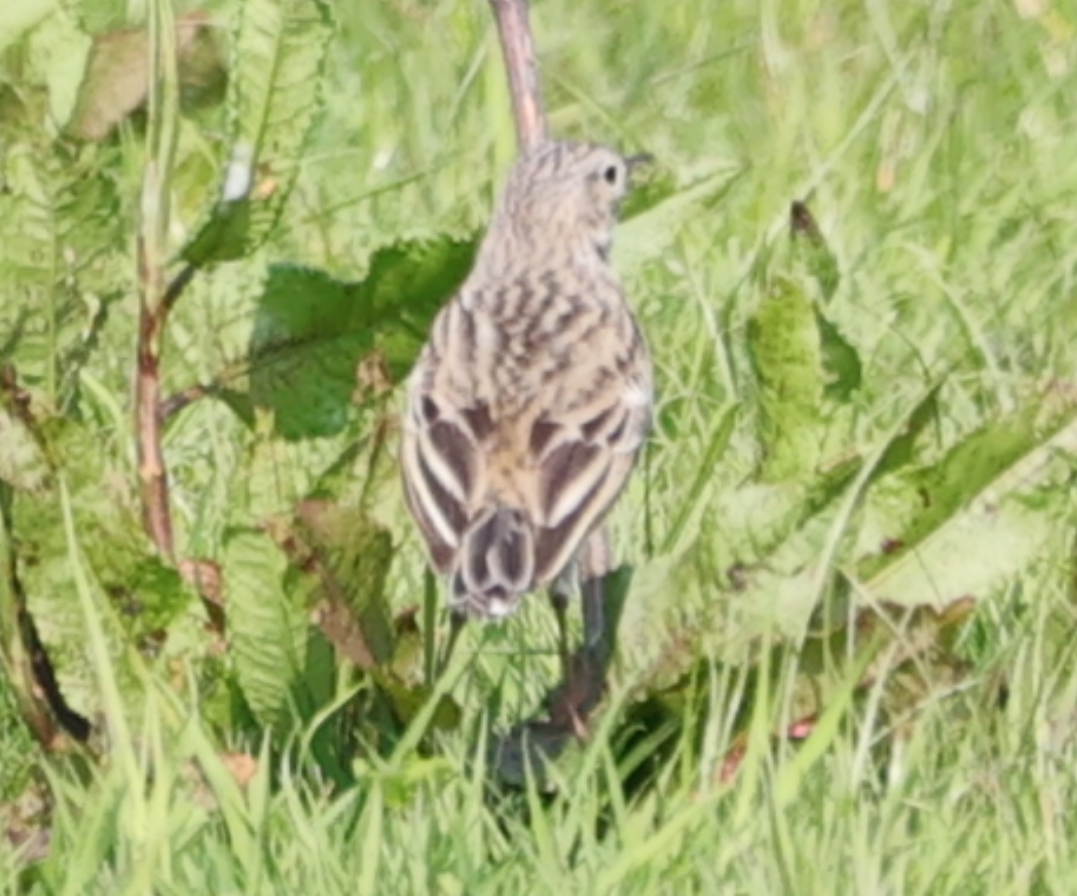Meadow Pipit - ML618888192