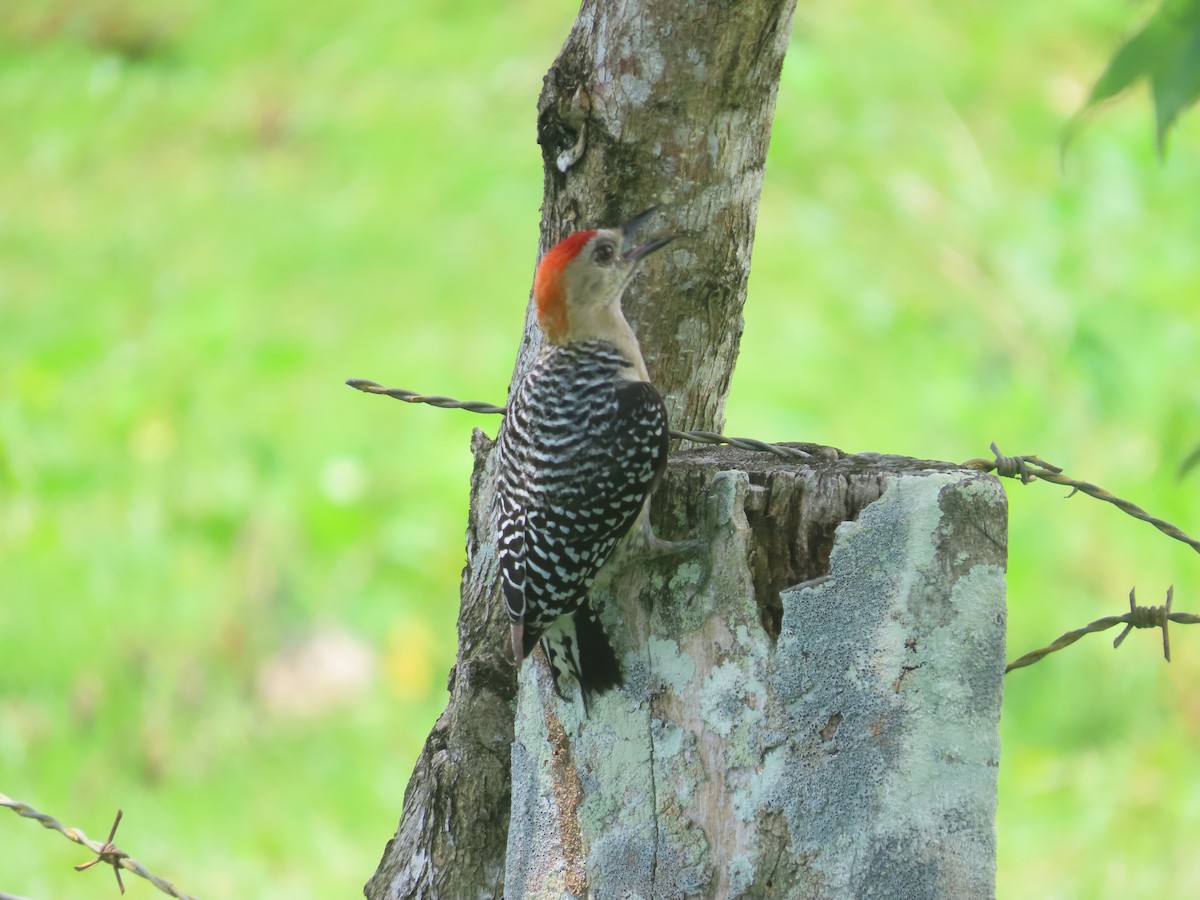 Red-crowned Woodpecker - ML618888278