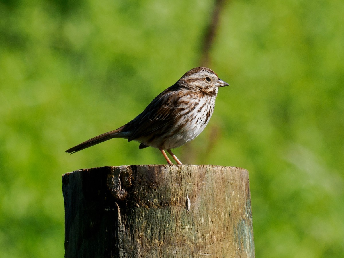 Song Sparrow - Kevin McAuliffe