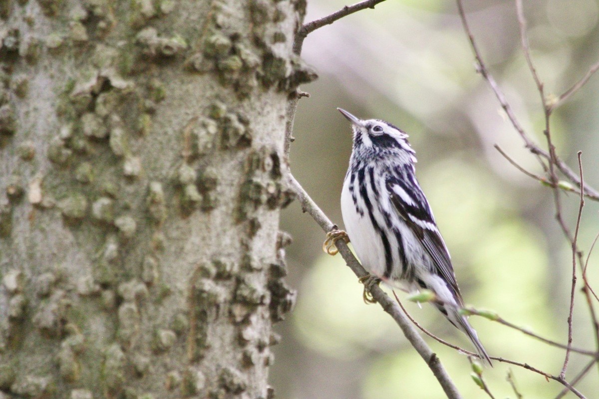 Black-and-white Warbler - ML618888311