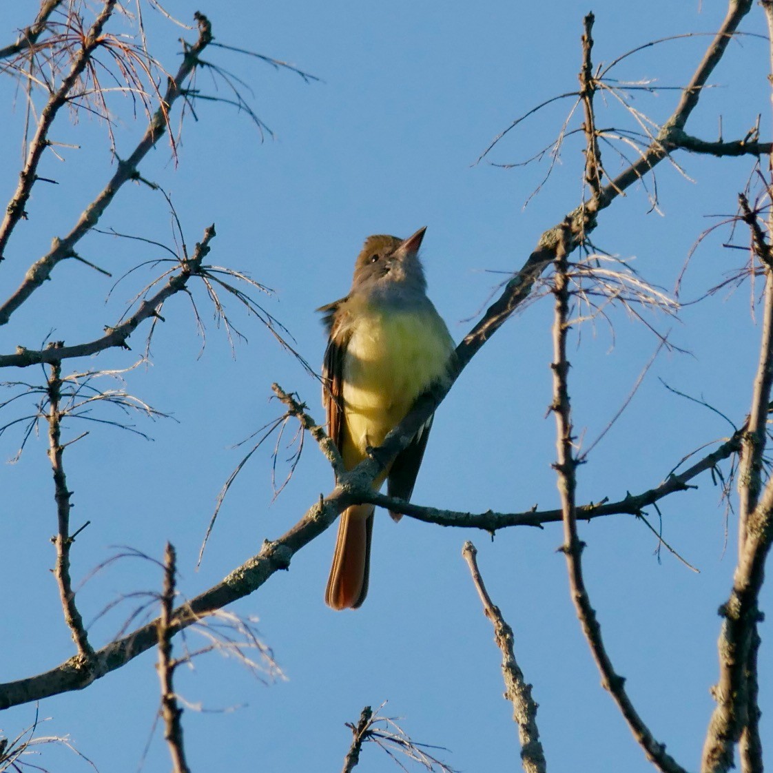 Great Crested Flycatcher - ML618888336