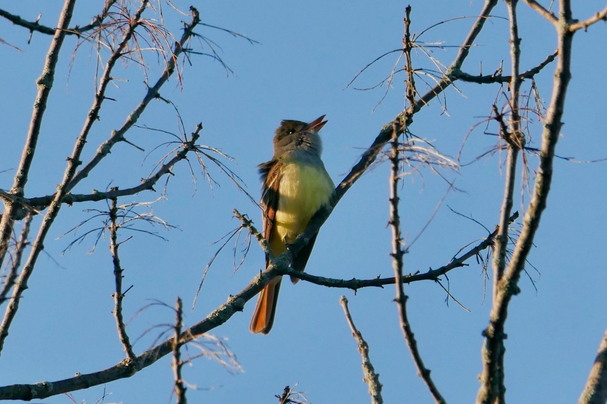 Great Crested Flycatcher - ML618888337