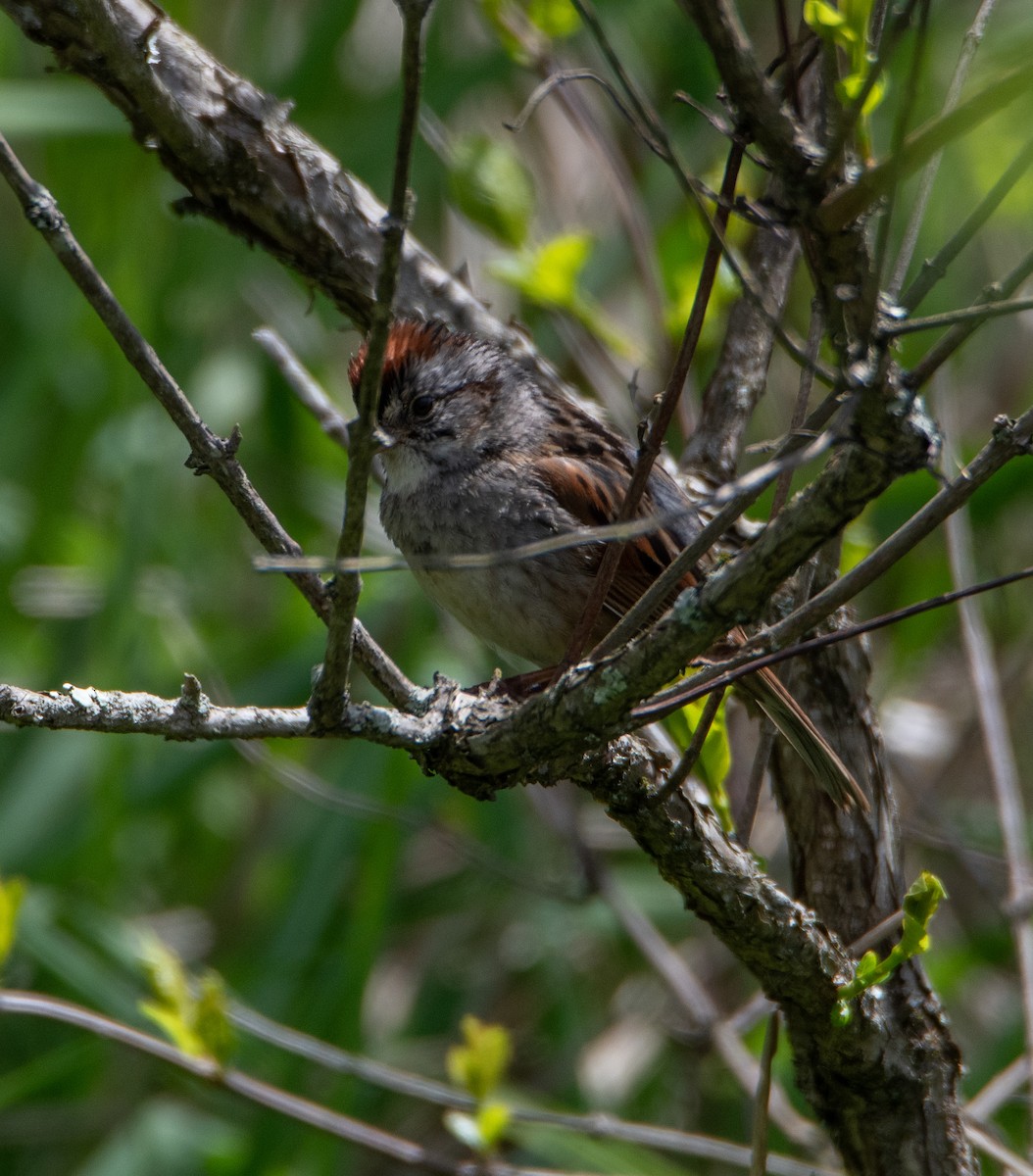 Swamp Sparrow - David Robinson
