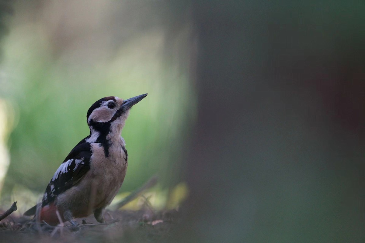 Great Spotted Woodpecker - LiCheng Wang