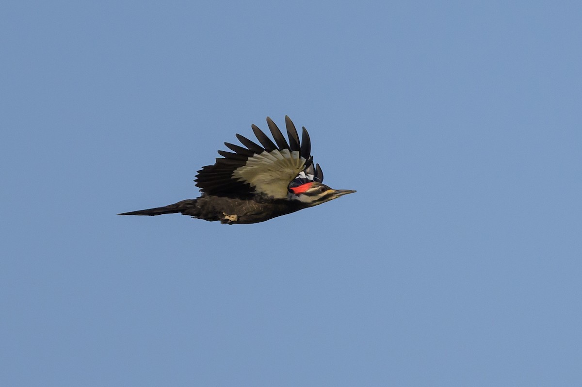 Pileated Woodpecker - Stephen Davies
