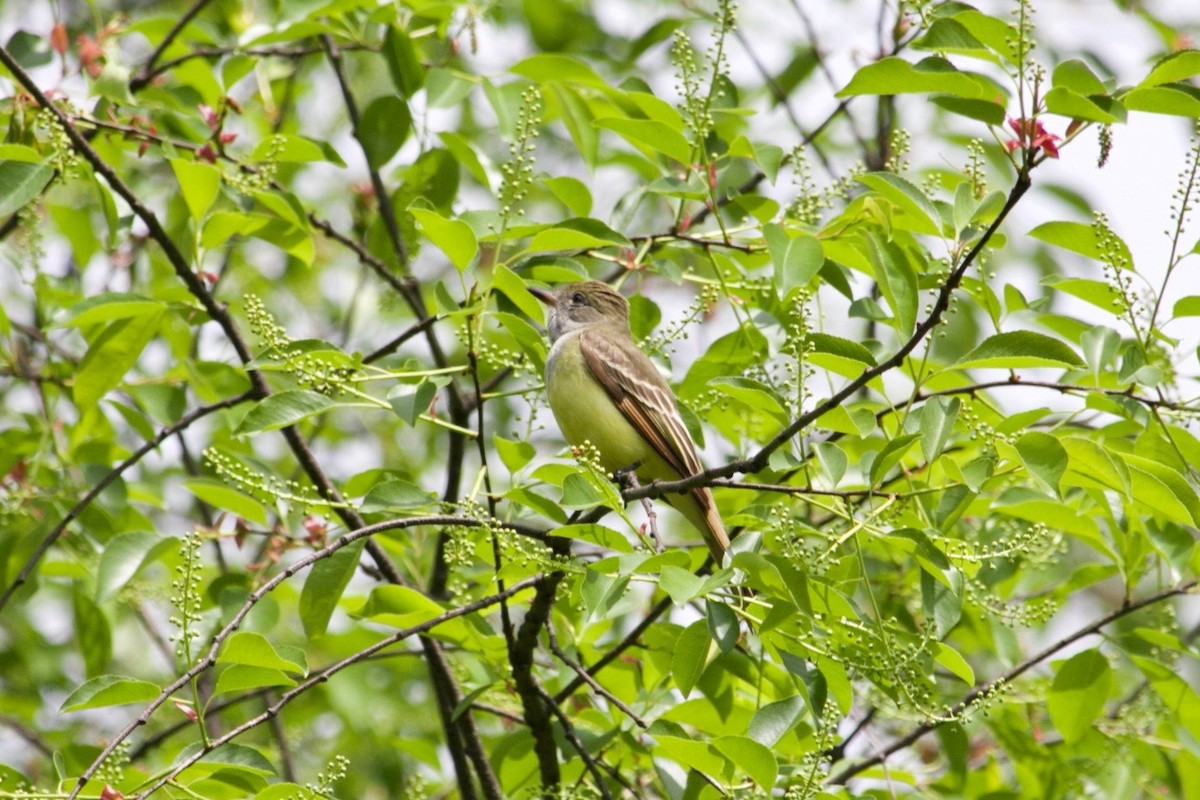 Great Crested Flycatcher - ML618888408