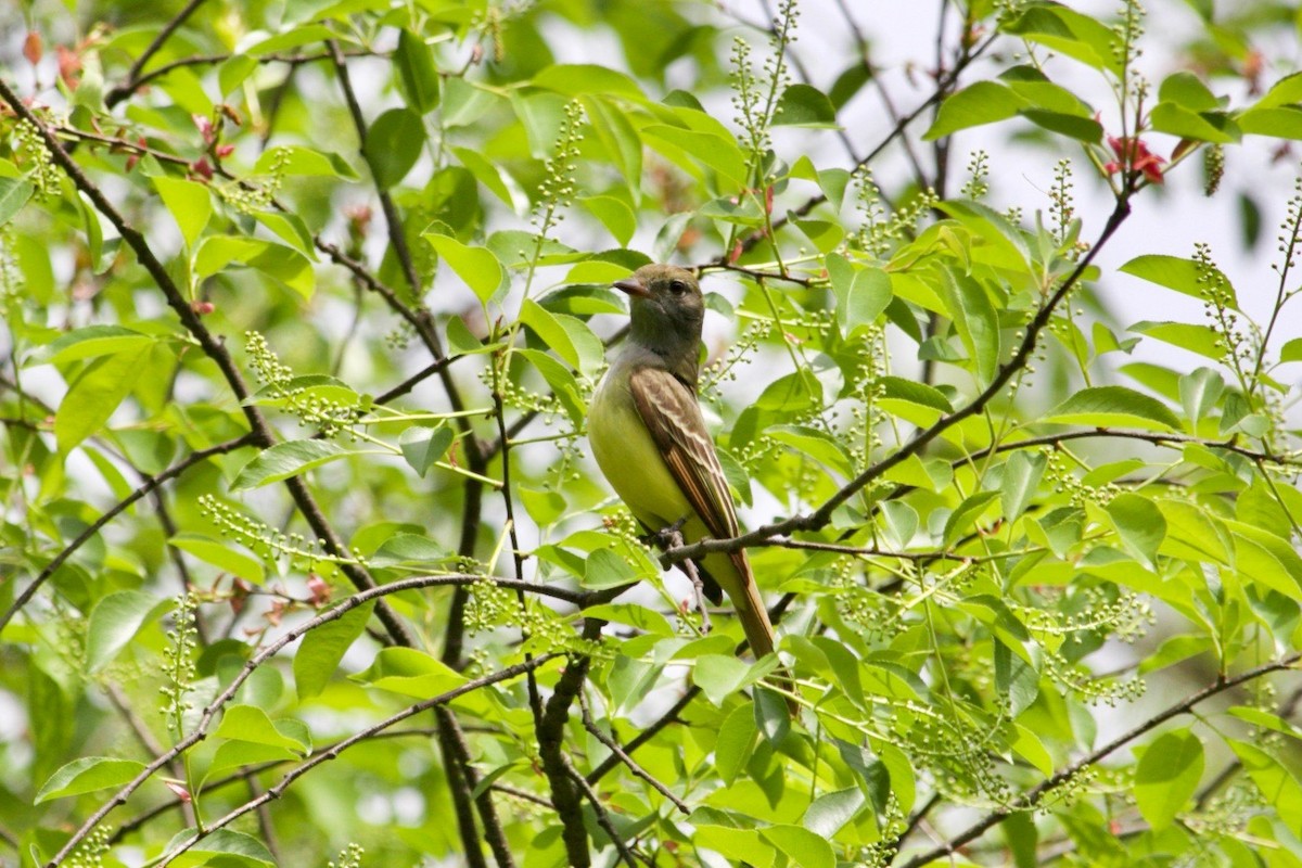 Great Crested Flycatcher - ML618888409