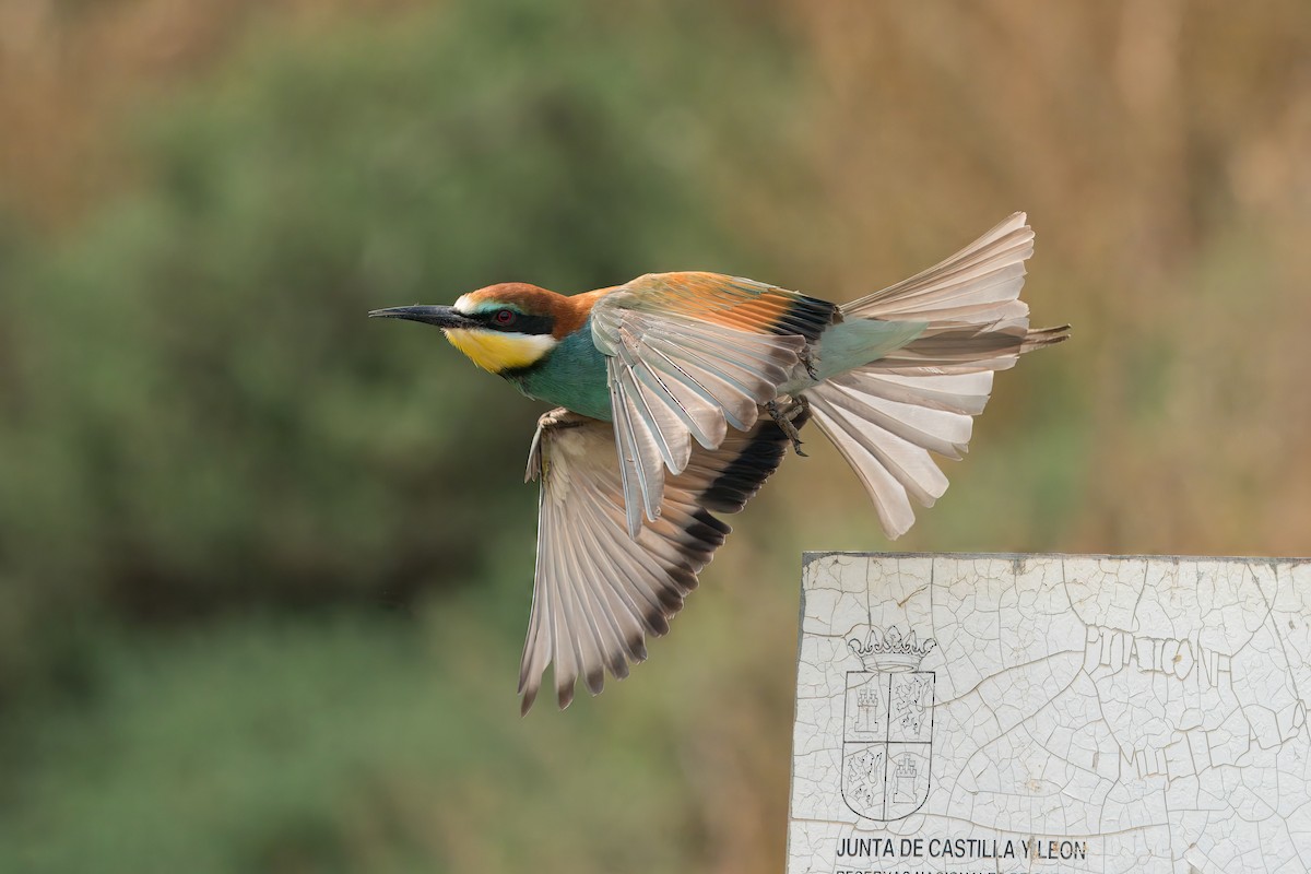 European Bee-eater - ML618888437