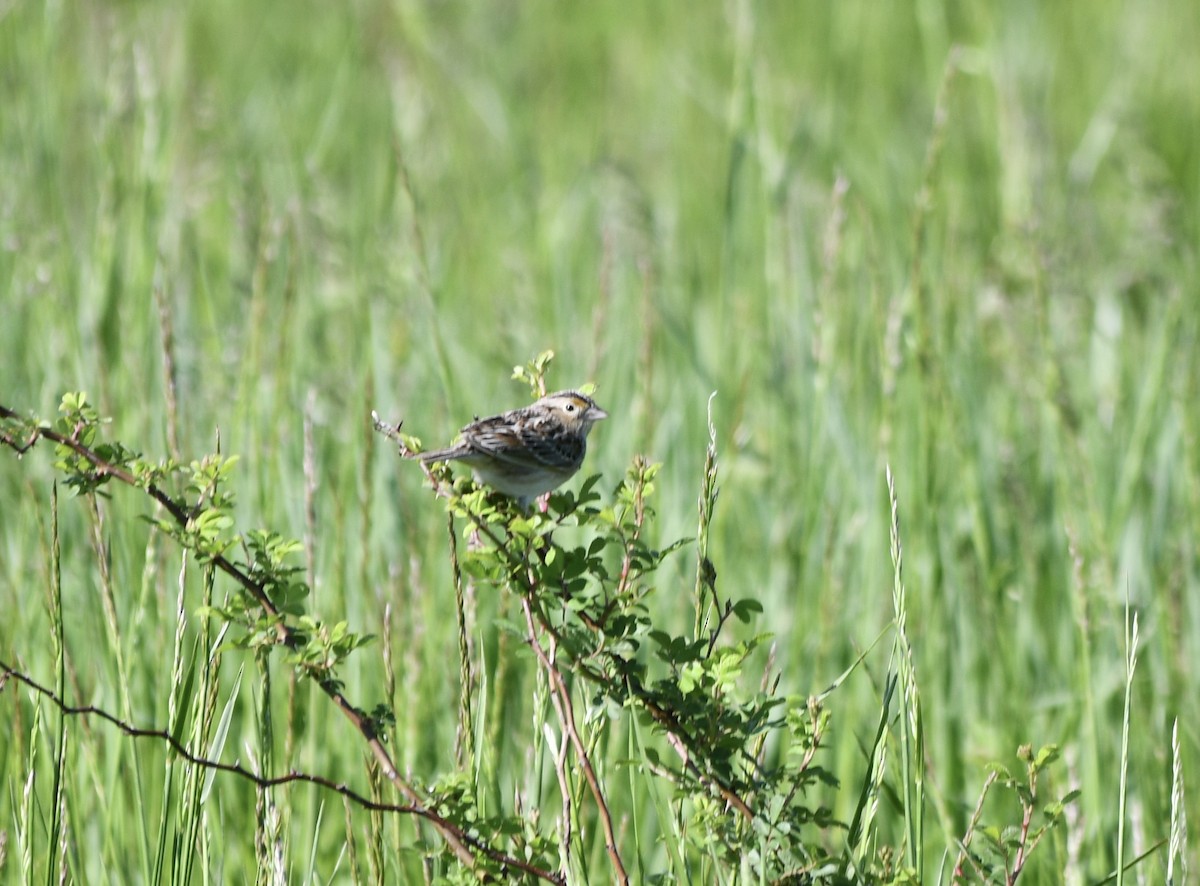 Grasshopper Sparrow - ML618888447
