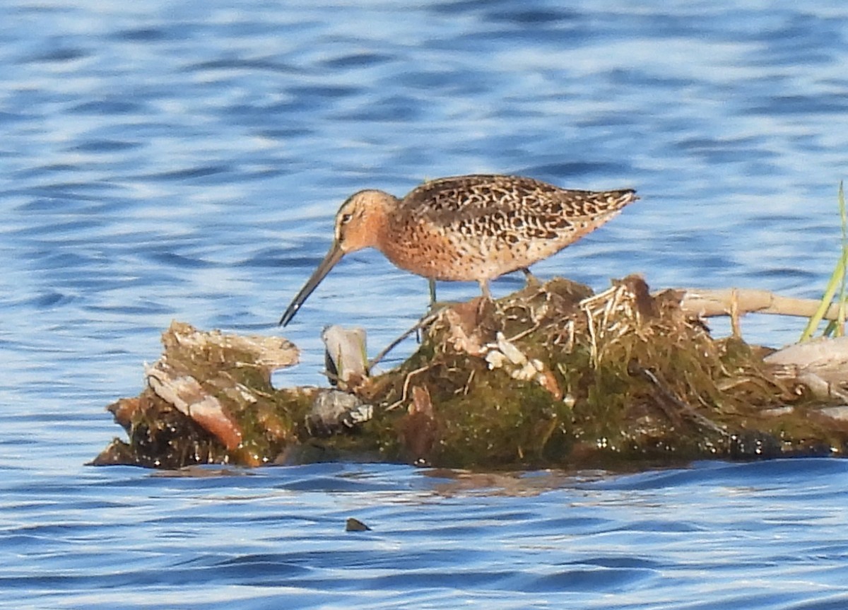 Short-billed Dowitcher - Tracy W