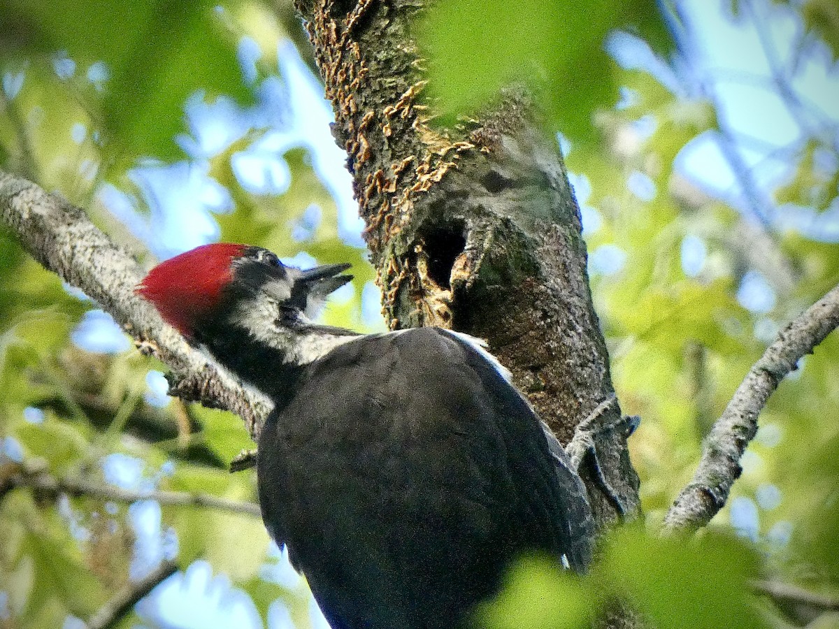 Pileated Woodpecker - Anthony Albrecht