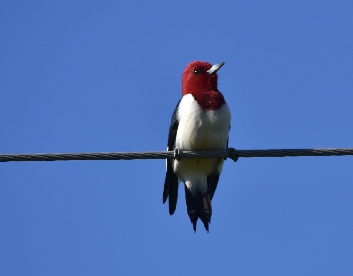 Red-headed Woodpecker - Ben Baldwin