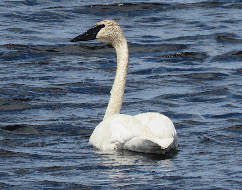 eBird Checklist - 11 May 2024 - Powell Marsh Wisconsin State Wildlife ...