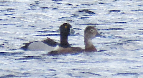 Ring-necked Duck - ML618888599