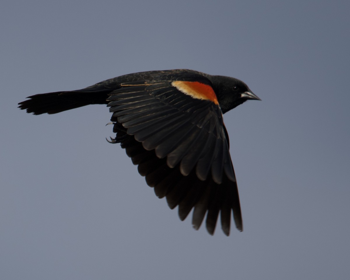 Red-winged Blackbird - Larry Waddell