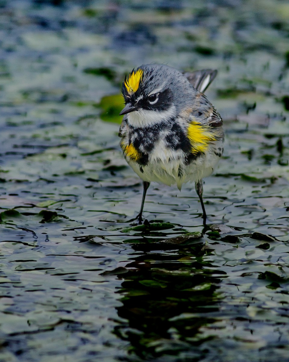 Yellow-rumped Warbler - Eric Spink