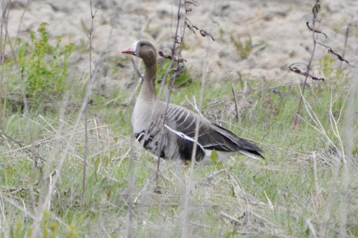 Greater White-fronted Goose - ML618888659