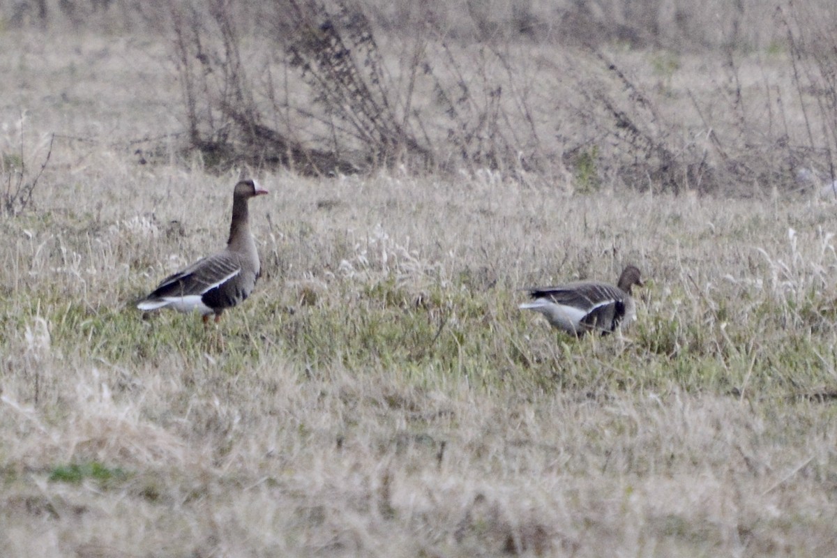 Greater White-fronted Goose - ML618888660