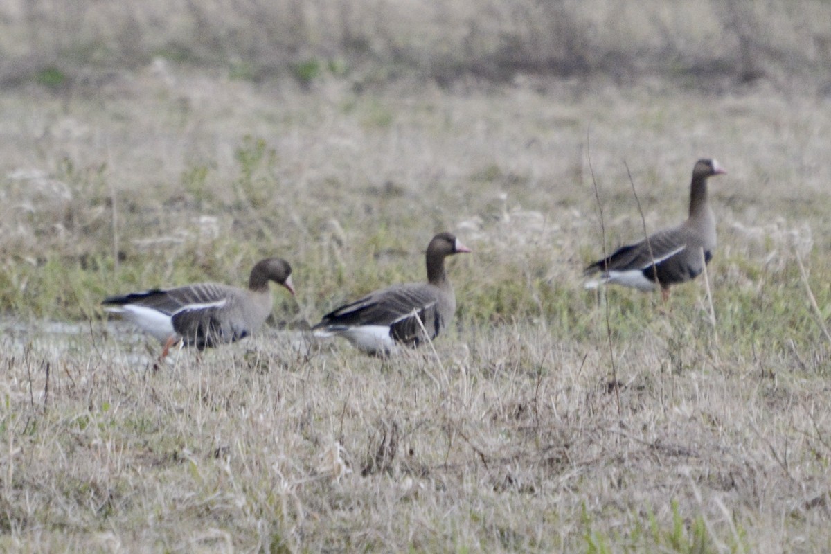 Greater White-fronted Goose - ML618888661