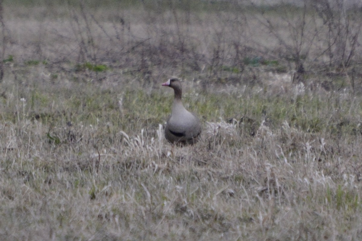 Greater White-fronted Goose - ML618888663