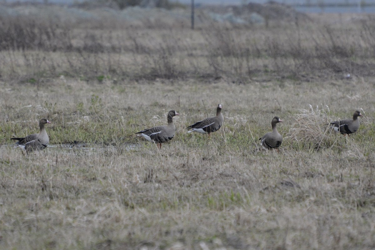 Greater White-fronted Goose - ML618888664