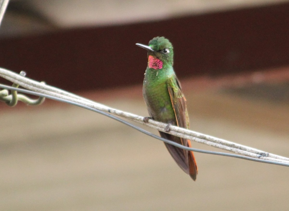 kolibřík brazilský - ML618888678