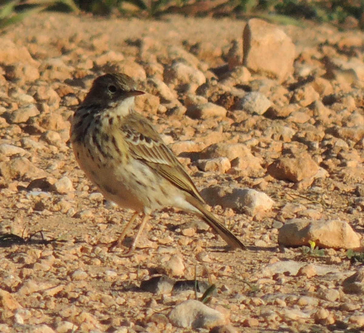 Meadow Pipit - Mark Easterbrook