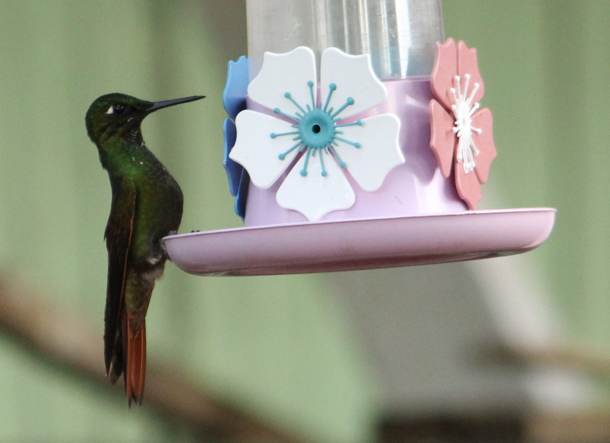 kolibřík brazilský - ML618888698