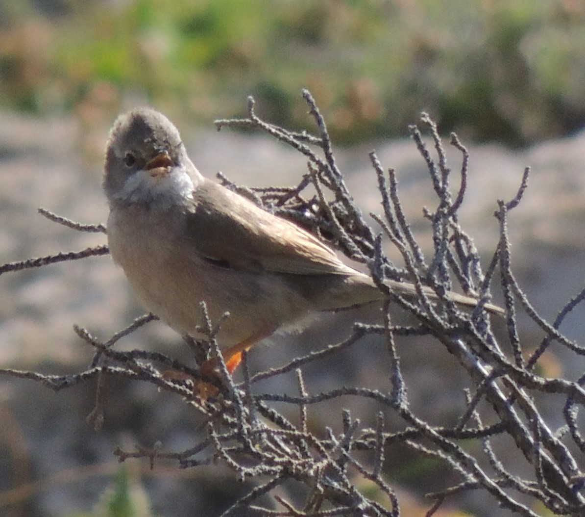Spectacled Warbler - ML618888705
