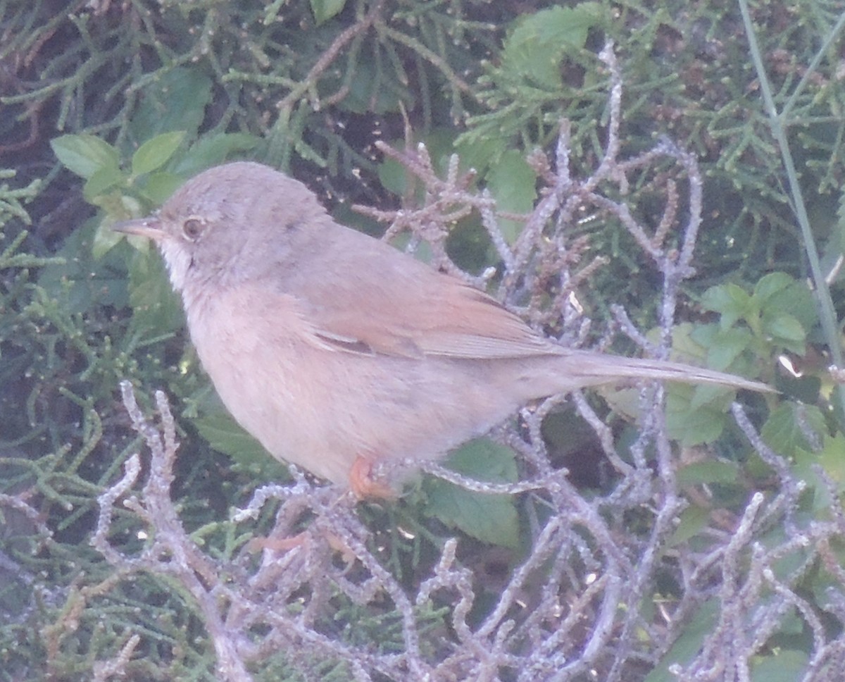 Spectacled Warbler - ML618888706