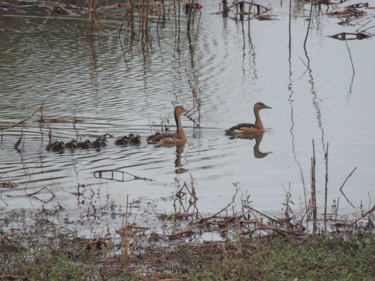 Fulvous Whistling-Duck - ML618888770