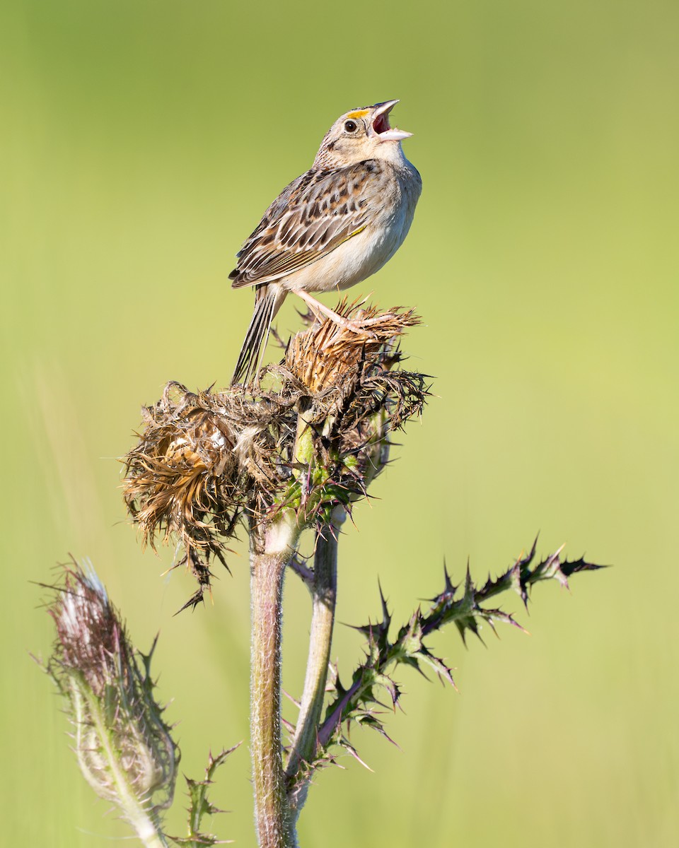 Grasshopper Sparrow - ML618888798
