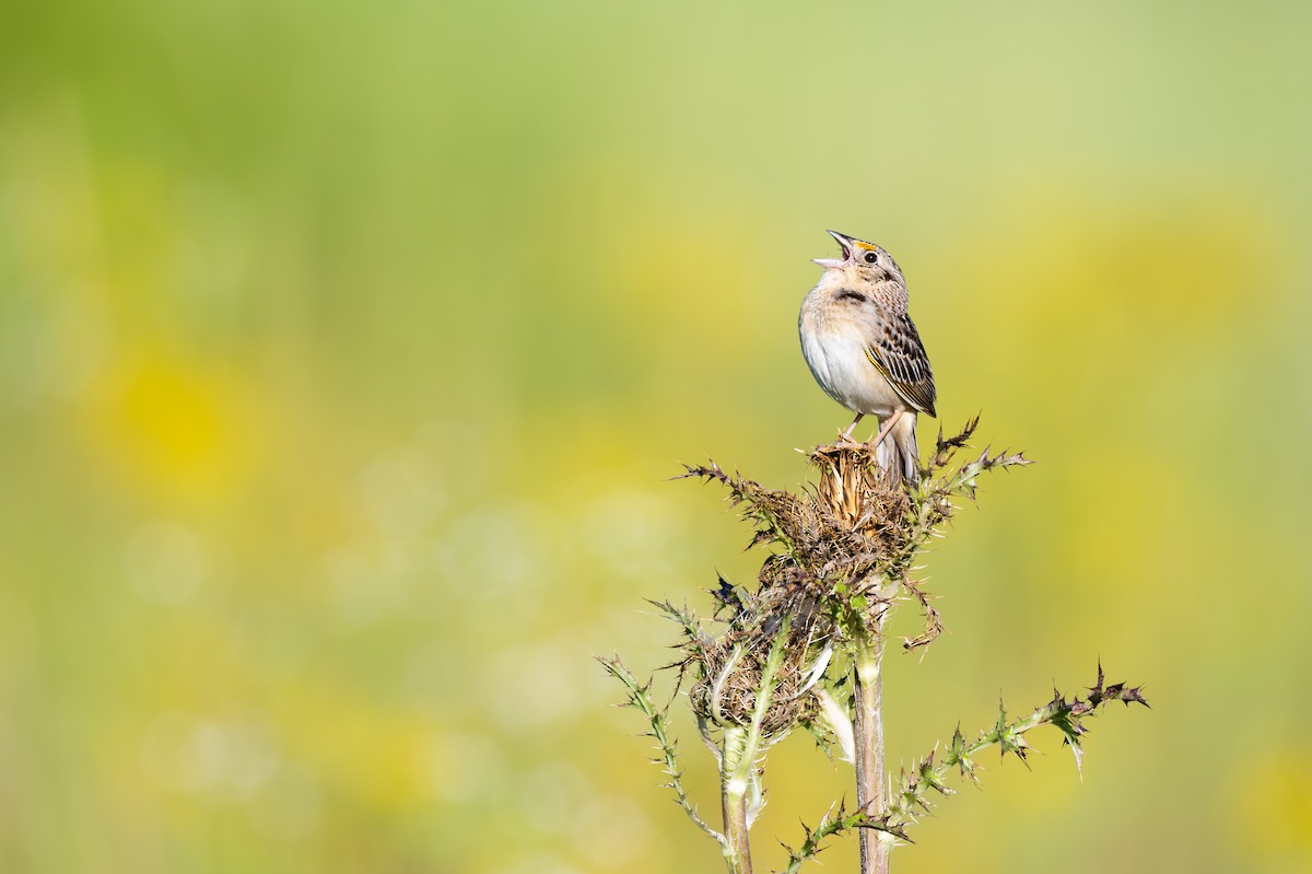 Grasshopper Sparrow - ML618888801