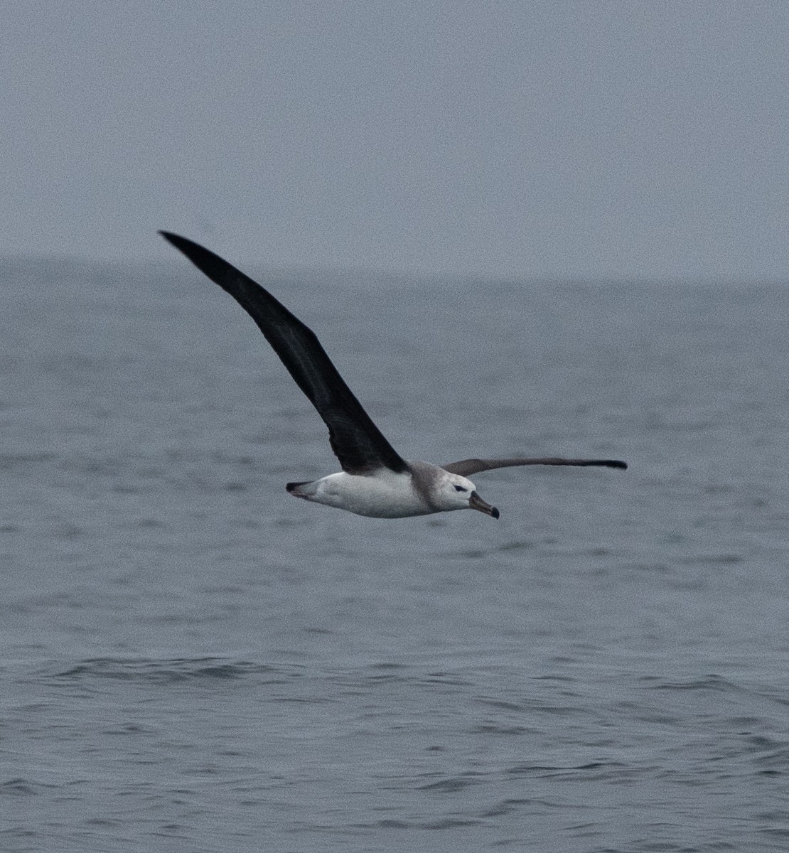 Kara Kaşlı Albatros - ML618888809