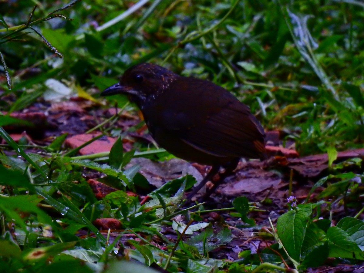 Moustached Antpitta - ML618888858