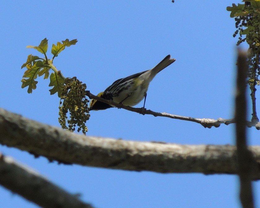 Black-throated Green Warbler - James Harding
