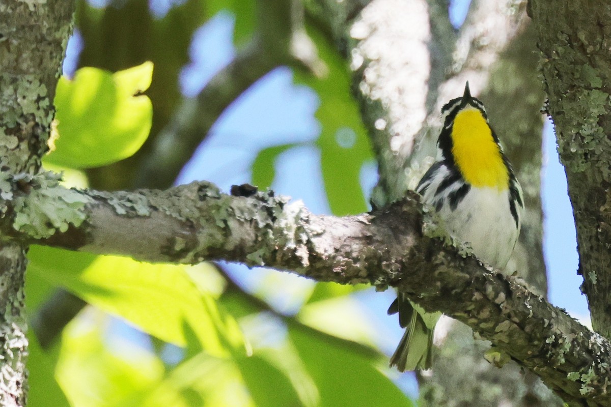 Yellow-throated Warbler (albilora) - ML618888876
