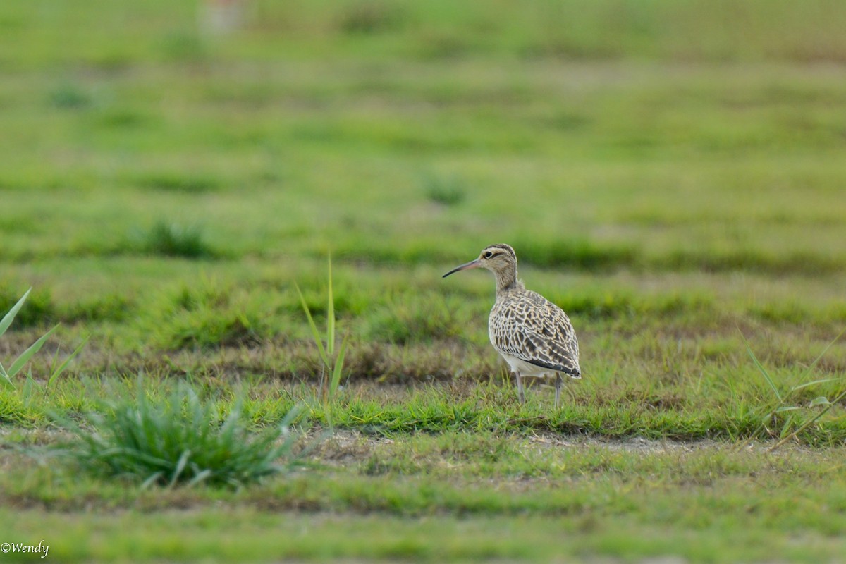 Little Curlew - ML618888879
