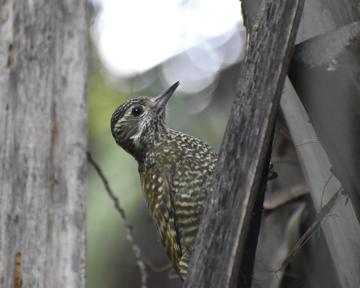 White-spotted Woodpecker - María Laura Castro