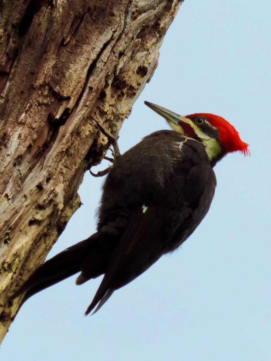Pileated Woodpecker - Thomas McKay