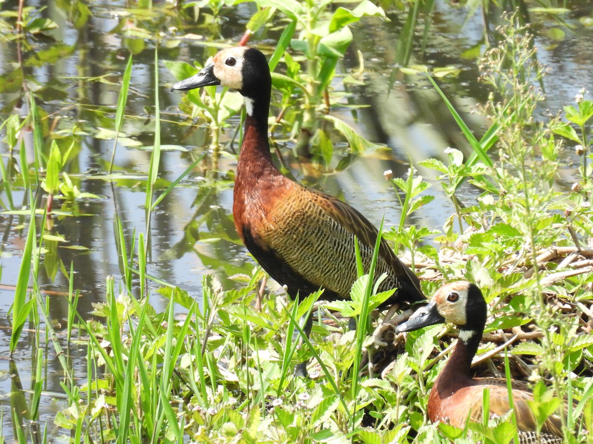 White-faced Whistling-Duck - Angie Lora salazar