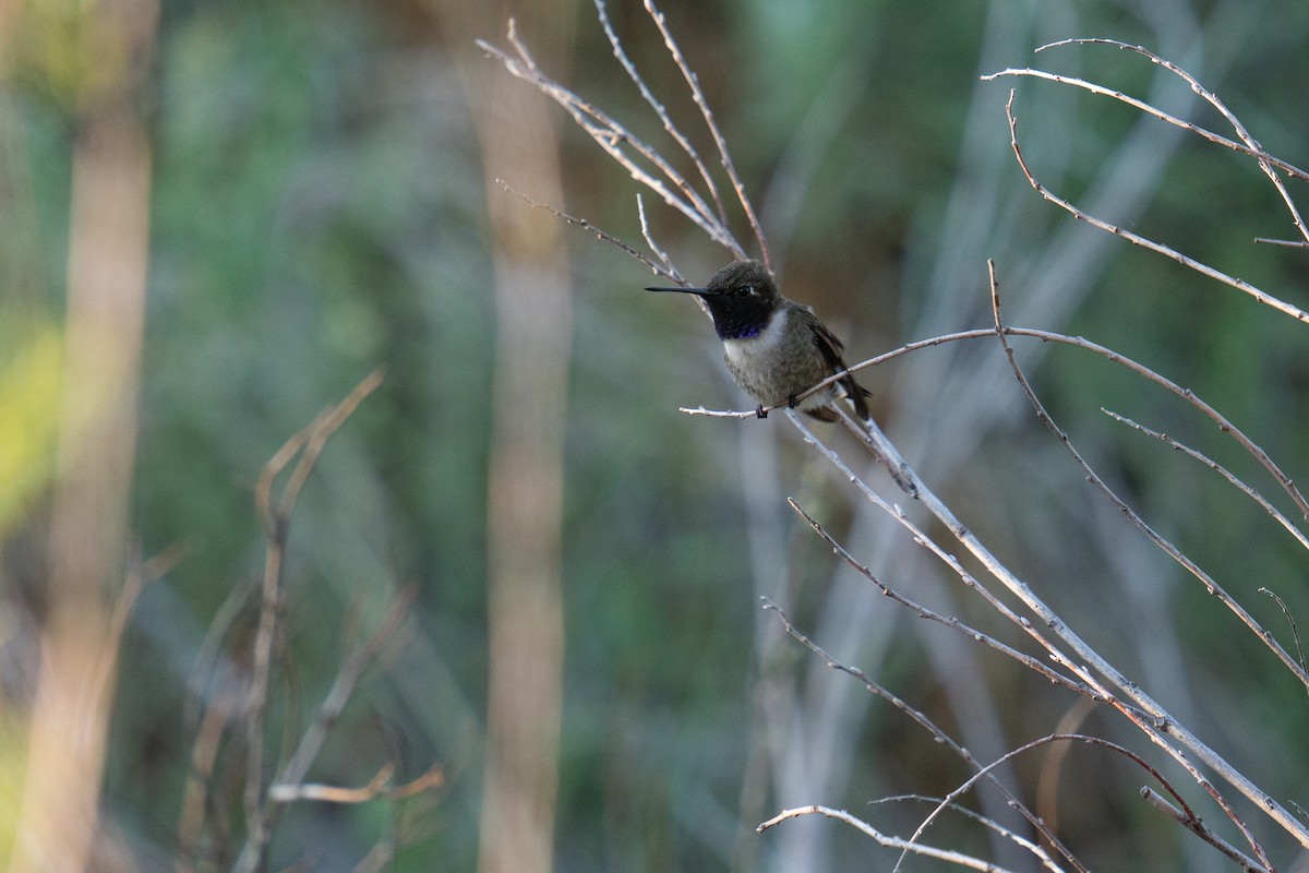 Black-chinned Hummingbird - ML618889008