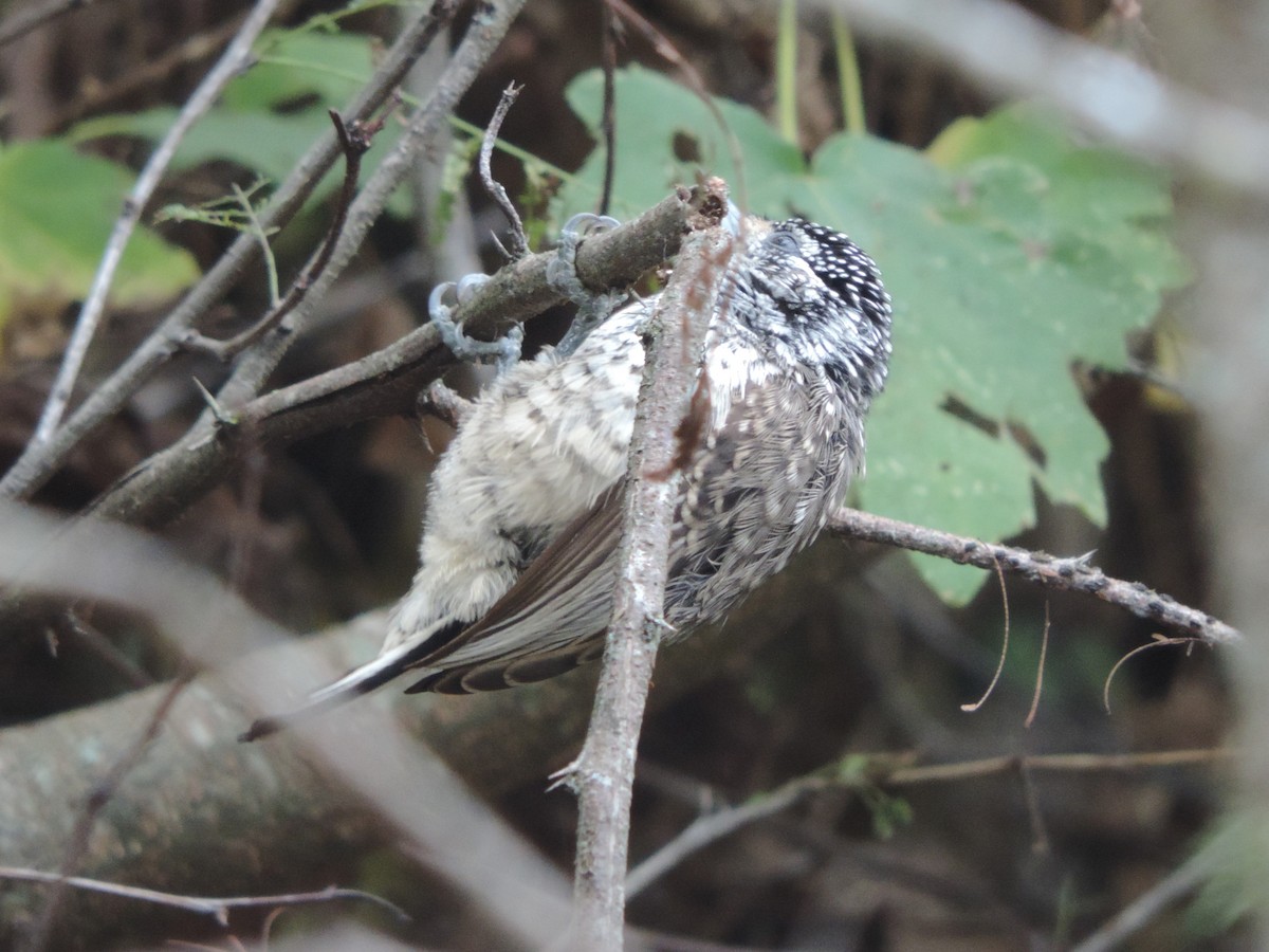 White-barred Piculet - ML618889026