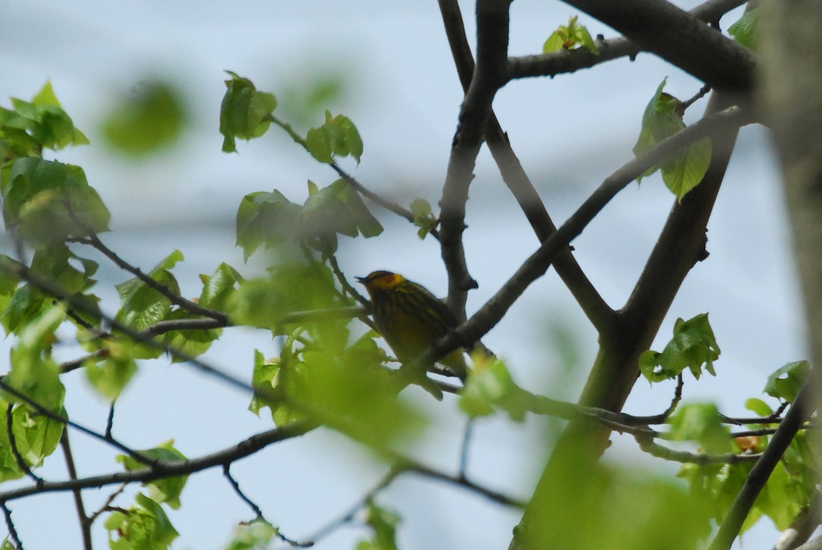 Cape May Warbler - roy sorgenfrei