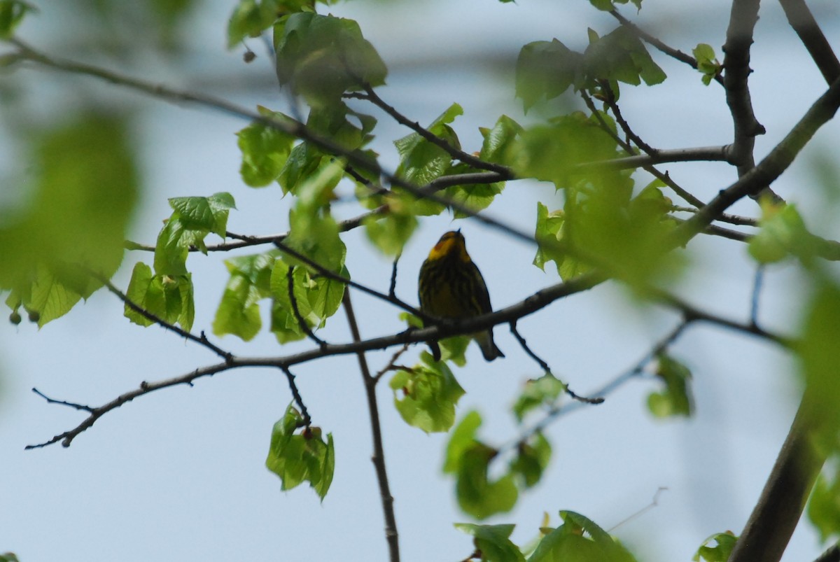 Cape May Warbler - ML618889089
