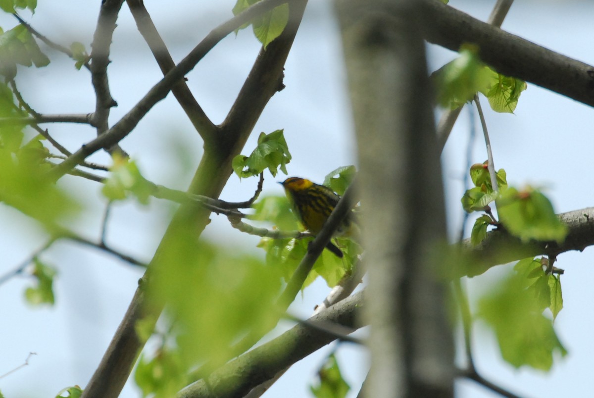 Cape May Warbler - ML618889090