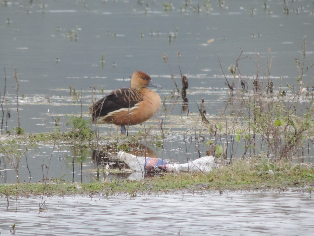 Fulvous Whistling-Duck - ML618889106