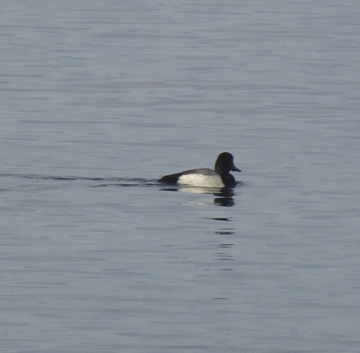 Greater Scaup - ML618889113