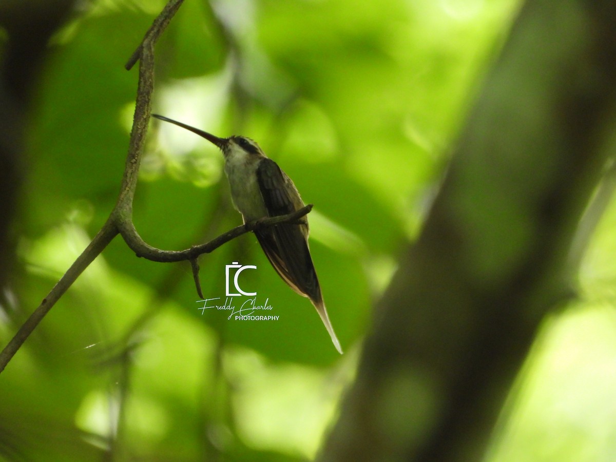 Светлобрюхий колибри-отшельник - ML618889126