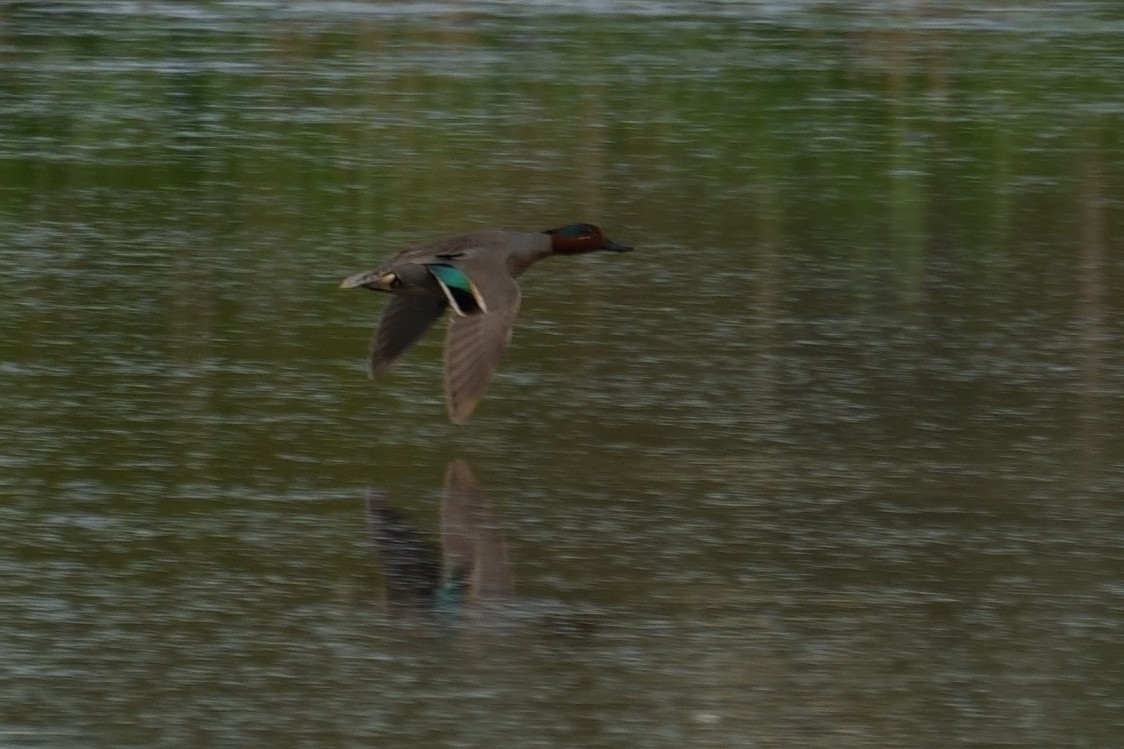 Green-winged Teal - ML618889144